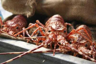 Image : Langouste - Langoustes