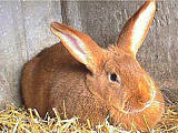 lapin fauve de bourgogne