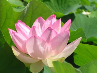 Photo : Fleur de lotus