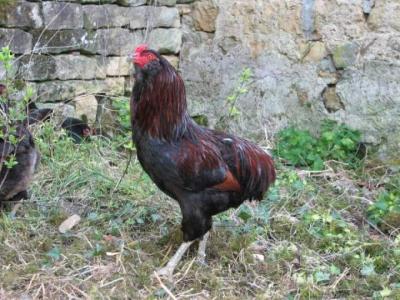 Image : Coq - Coq dans la nature