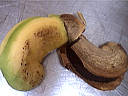 noyau de mangue