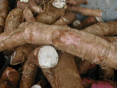 Image : Manioc (foufou, gari, tapioca) - Racines de manioc