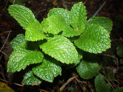 Image : Menthe - Menthe