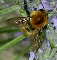 abeille