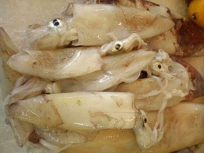 calamars