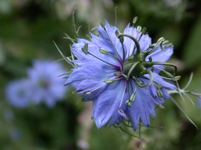 fleur de nigelle
