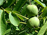 Noix