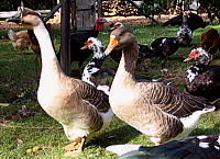 oies de guinées