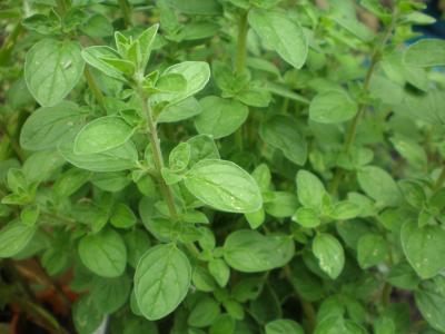 Image : Origan - Plant d'origan