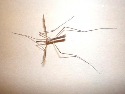 Image : Moustique - moustique