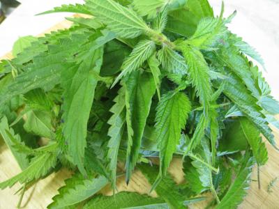 Image : Ortie - Plant d'orties