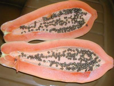 Image : Papaye - Papayer