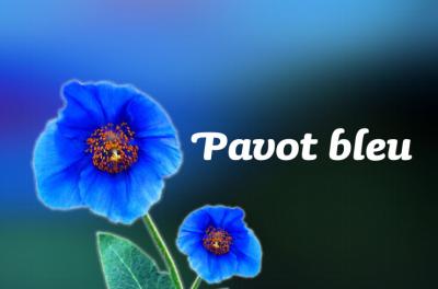 Image : Pavot bleu - Pavot