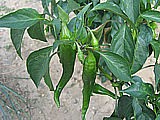 piment doux