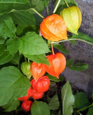 Image : Physalis - Physalis