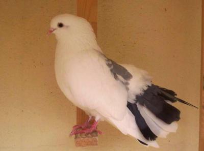 Image : Pigeon, palombe, ramier, bizet - Pigeons