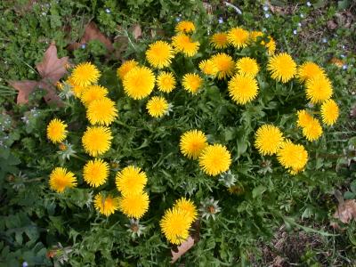 Image : Pissenlit - Le pissenlit en fleur