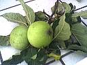 Choisir des pommes