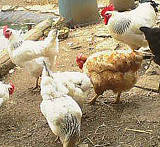 Poulets