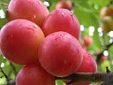 Prunes