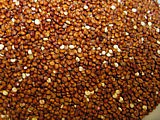 quinoa rouge