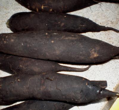 Image : Radis noir - des radis noirs