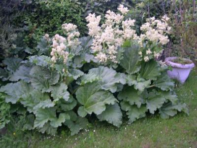 Image : Rhubarbe - Plant de rhubarbe
