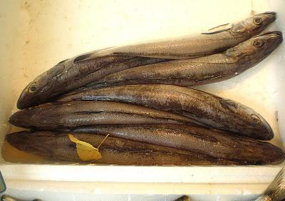 Photo : Merlans