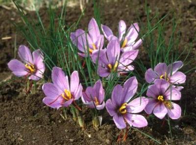 Image : Safran - crocus-safran