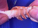 scampis ou langoustines