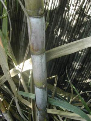 canne à sucre