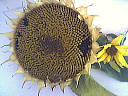 graines de tournesol