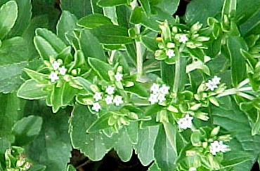 Image : Stevia - Stevia à l'état naturel