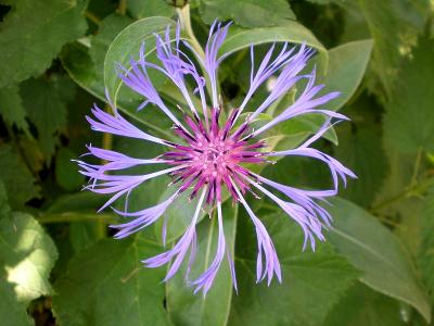 centaurée des jardins