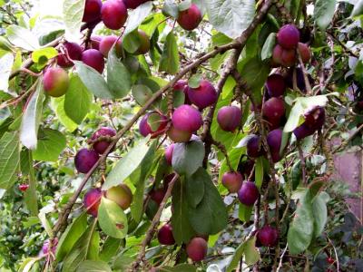 Image : Quetsche - Branche d'arbre chargée de quetches