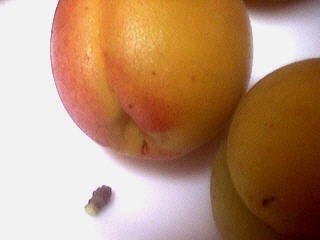 Abricots et pruneaux au sirop - 1.2