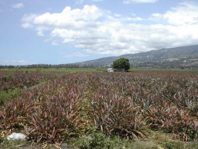 plantation d'ananas