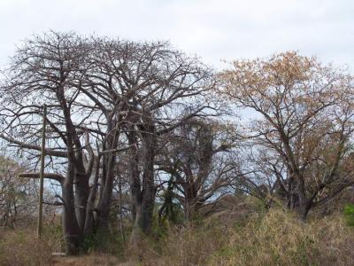 baobab