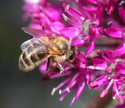 Image : Abeille - Abeille butinant