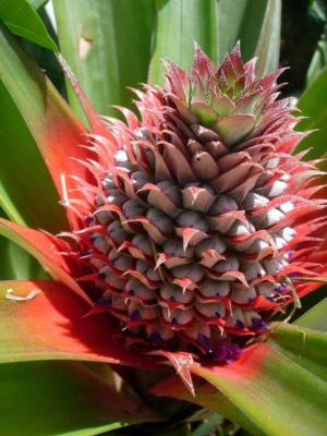 ananas