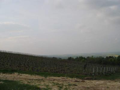 vignes