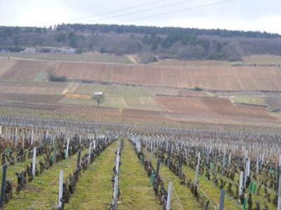 Image : Cuisine bourguignonne - Vignes de Bourgogne