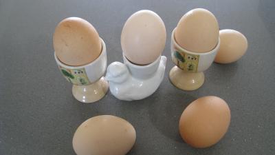 Image : Oeuf - Des oeufs à la coque