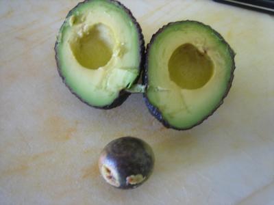 Avocat façon mimosa - 9.2