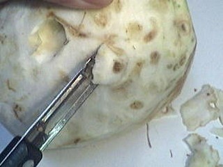 Blanquette de coquilles Saint-Jacques - 5.2