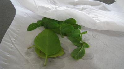 Cèpes aux pommes de terre à la landaise - 2.1