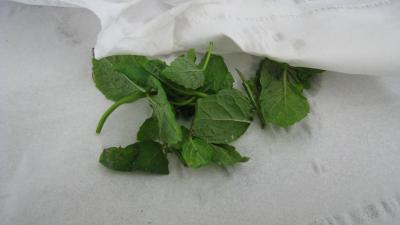 Brick aux champignons des bois - 2.1
