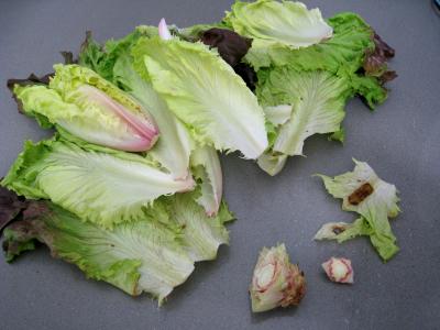 Salade Argenteuil - 4.4