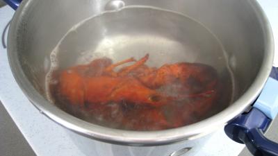 Verrines de homard en salade - 2.3