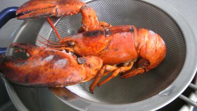 Verrines de homard en salade - 3.1